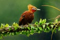 Chestnut-colored woodpecker - Celeus castaneus rufous bird in the family Picidae, found in Belize, Costa Rica, Guatemala, Honduras