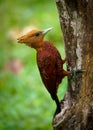 Chestnut-colored woodpecker - Celeus castaneus rufous bird in the family Picidae, found in Belize, Costa Rica, Guatemala, Honduras