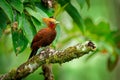 Chestnut-colored woodpecker - Celeus castaneus rufous bird in the family Picidae, found in Belize, Costa Rica, Guatemala, Honduras