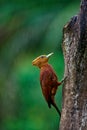 Chestnut-colored woodpecker - Celeus castaneus rufous bird in the family Picidae, found in Belize, Costa Rica, Guatemala, Honduras