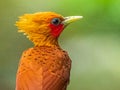 Chestnut Colored Woodpecker