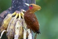 Chestnut-colored Woodpecker 840330