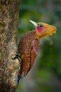 A chestnut colored woodpecker
