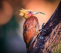 Chestnut colored woodpecker, male, pecks at tree Royalty Free Stock Photo