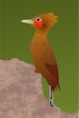 Chestnut-colored Woodpecker Royalty Free Stock Photo