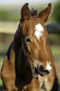 A chestnut coloured Foal neighing, looking like he is laughing, horse, young, baby, chestnut with white star or blaze Royalty Free Stock Photo