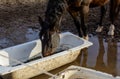 Chestnut coloured horse drinking water