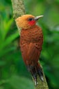 Chestnut-coloured Woodpecker, Celeus castaneus, brawn bird with red face from Costa Rica