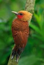 Chestnut-coloured Woodpecker, Celeus castaneus, brawn bird with red face from Costa Rica Royalty Free Stock Photo
