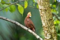 Chestnut-coloured Woodpecker, Celeus castaneus,