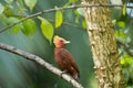 Chestnut-coloured Woodpecker, Celeus castaneus,