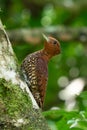 Chestnut-coloured Woodpecker, Celeus castaneus,