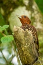 Chestnut-coloured Woodpecker, Celeus castaneus,