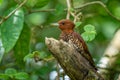 Chestnut-coloured Woodpecker, Celeus castaneus,