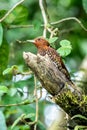 Chestnut-coloured Woodpecker, Celeus castaneus