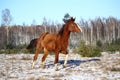 Chestnut colt galloping in winter Royalty Free Stock Photo