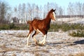 Chestnut colt galloping in winter Royalty Free Stock Photo