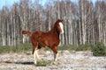 Chestnut colt galloping in winter Royalty Free Stock Photo