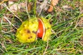 Chestnut in cracked peel on grass. Macro photo on chestnut