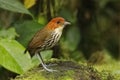 Chestnut-crowned Antpitta foraging in a tropical forest - Ecuador