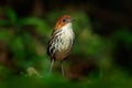 Chestnut-crowned antpitta, Grallaria ruficapilla, rare bird from dar forest in Rio Blanco, Colombia