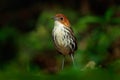 Chestnut-crowned antpitta, Grallaria ruficapilla, rare bird from dar forest in Rio Blanco, Colombia