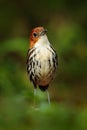 Chestnut-crowned antpitta, Grallaria ruficapilla, rare bird from dark forest in Rio Blanco, Colombia. Wildlife scene from nature.