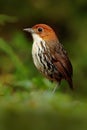 Chestnut-crowned antpitta, Grallaria ruficapilla, rare bird from dark forest in Rio Blanco, Colombia. Wildlife scene from nature.