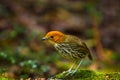 Chestnut Crowned Antpitta