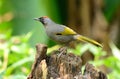 Chestnut-crowned laughingthrush