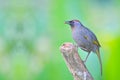 Chestnut-crowned Laughingthrush bird Royalty Free Stock Photo