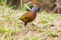 Chestnut-crowned Laughingthrush bird walking on the ground at Fr Royalty Free Stock Photo