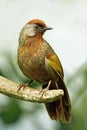 Chestnut Crowned Laughingthrush (Garrulax erythrocephalus) Royalty Free Stock Photo