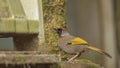 Chestnut-crowned Laughingthrush