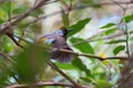 Chestnut-crowned Laughingthrush Royalty Free Stock Photo