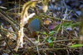 Chestnut-crowned Laughingthrush Royalty Free Stock Photo