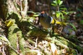 Chestnut-crowned Laughingthrush Royalty Free Stock Photo