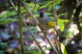 Chestnut-crowned Laughingthrush Royalty Free Stock Photo