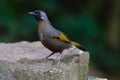 Chestnut-crowned Laughingthrush Royalty Free Stock Photo