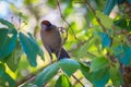 Chestnut-crowned Laughingthrush Royalty Free Stock Photo