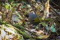 Chestnut-crowned Laughingthrush Royalty Free Stock Photo