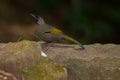 Chestnut-crowned Laughingthrush Royalty Free Stock Photo