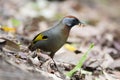 Chestnut-crowned Laughingthrush Royalty Free Stock Photo