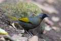 Chestnut-crowned Laughingthrush