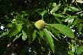 Chestnut curls on chestnut branch in a forest in tuscany. Italy