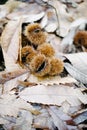 Chestnut curls on dried chestnut leaves