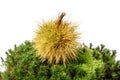 Chestnut curly on moss Royalty Free Stock Photo