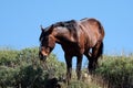 Chestnut dark bay sorrel wild horse stallion in the Salt River wild horse management area near Mesa Arizona USA Royalty Free Stock Photo