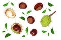 Chestnut decorated with green leaves isolated on white background. Top view Royalty Free Stock Photo