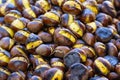 Chestnut Royalty Free Stock Photo